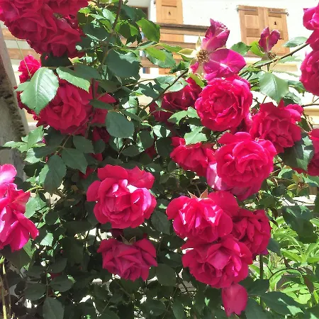 Hotel Soleil Des Neiges 2*